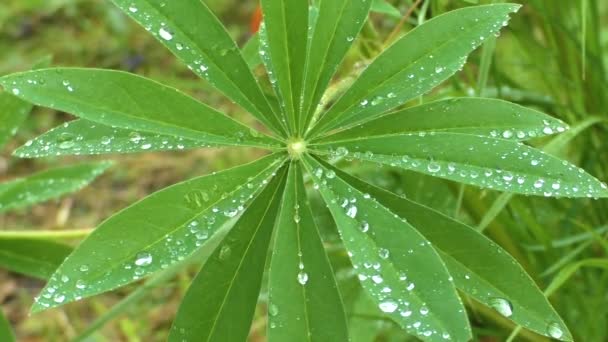 Des gouttes de pluie sur les feuilles. — Video