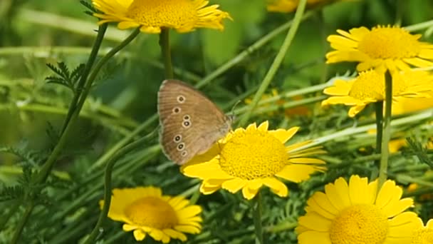 Πεταλούδα σε κίτρινο λουλούδι. — Αρχείο Βίντεο