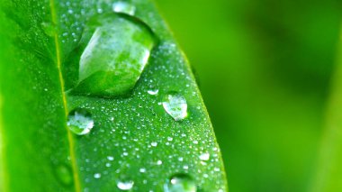 Yeşil bir yaprağın üzerindeki çiy damlası. Bir damla yağmur makrosu ile ayrılır.