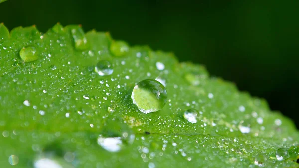 빗방울이 나뭇잎 — 스톡 사진