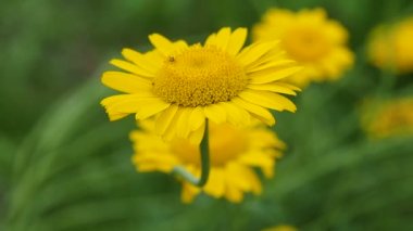 Bahçede güneşli Gerbera çiçekleri.