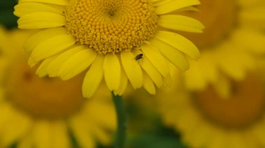 Bahçede güneşli Gerbera çiçekleri.