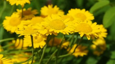 Bahçede güneşli Gerbera çiçekleri.