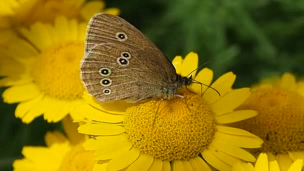 Butterfly on a yellow flower. — Stock Video