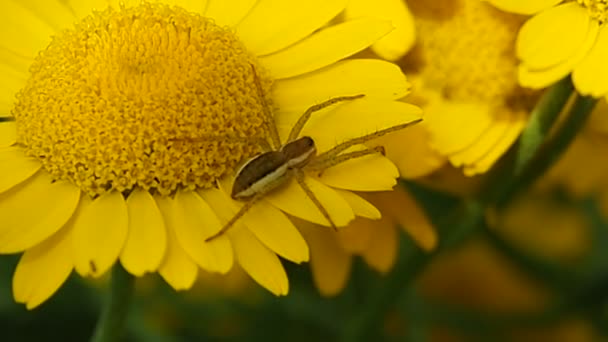Αράχνη σε κίτρινο λουλούδι. — Αρχείο Βίντεο