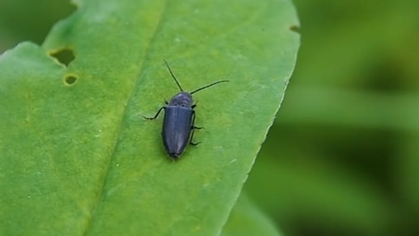 Escarabajo negro sobre una hoja verde. — Vídeos de Stock