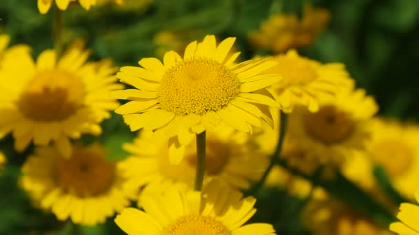 Flores soleadas de Gerbera en el jardín . — Vídeos de Stock