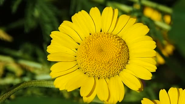 Sunny Gerbera λουλούδια στον κήπο. — Αρχείο Βίντεο