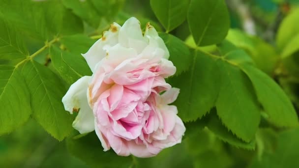 Фон з пелюсток Рожева троянда в саду . — стокове відео