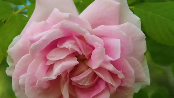 Achtergrond van de bloemblaadjesRoze roos in de tuin. — Stockvideo
