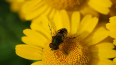 Yazın bal toplayan arı. Arılar çiçekten polen toplarlar.