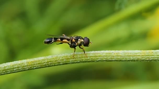 Wild Forest Wasp Washes Blade Grass Nsects Summer Natural Environment — Stock Video