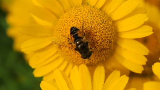 Bee Honey Collecting Summer Bees Collect Pollen Flower — Stock Video