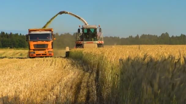 Zbieranie Pszenicy Pola Rolniczego Maszyna Zbioru Zboża Tnie Młóci Uszy — Wideo stockowe