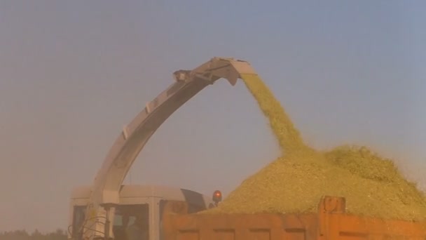農地から小麦を収穫する 穀物収穫機は耳を切断し 切断します — ストック動画