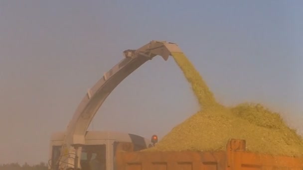 Cosechando Trigo Campo Agrícola Máquina Cosechadora Granos Corta Trilla Las — Vídeos de Stock