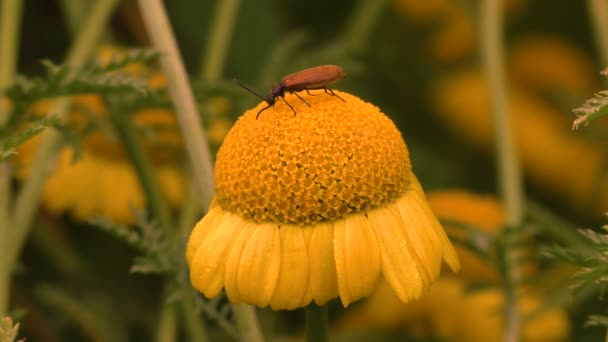 Un escarabajo del bosque recoge polen de una flor. — Vídeo de stock