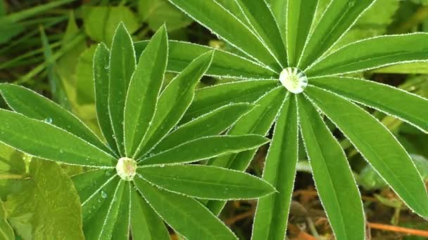 Des gouttes de pluie sur les feuilles. — Video