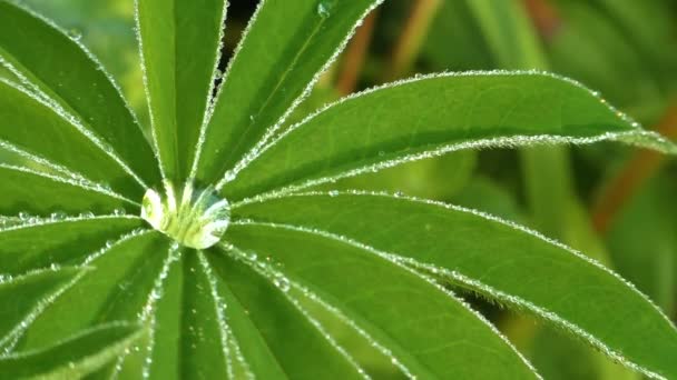 Des gouttes de pluie sur les feuilles. — Video