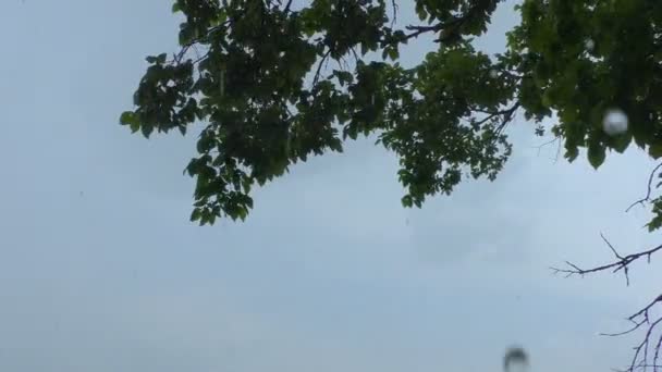 ฝนเฮอร เคนพร อมล กเห นหล งของฤด ฝนภ อากาศ — วีดีโอสต็อก