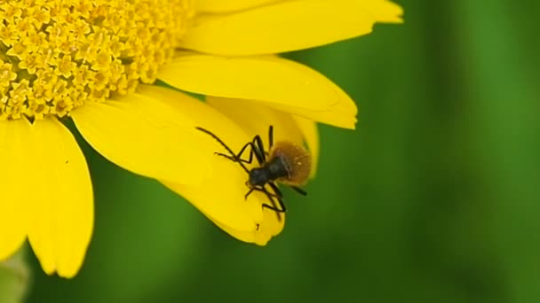 Insect Mites op een bloem. — Stockvideo