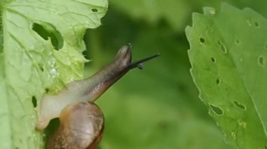 Yeşil yaprakta sürünen bir salyangoz..