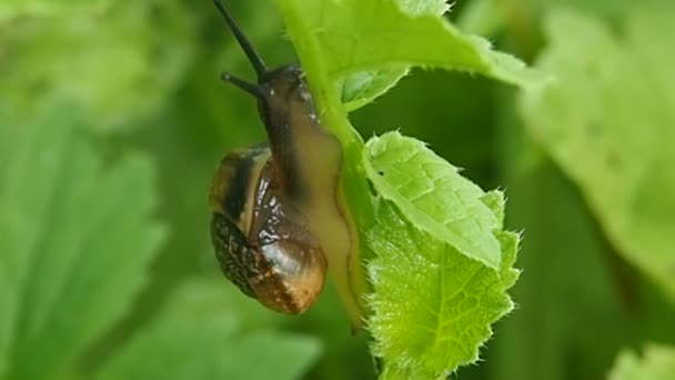 Caracol arrastrándose sobre una hoja verde. — Vídeos de Stock