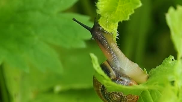 Caracol arrastrándose sobre una hoja verde. — Vídeo de stock