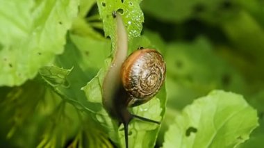 Yeşil yaprakta sürünen bir salyangoz..