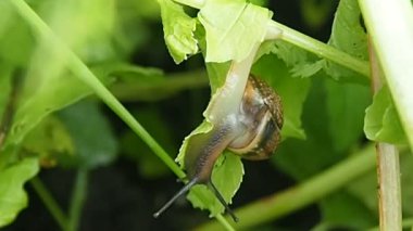 Yeşil yaprakta sürünen bir salyangoz..