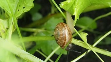 Yeşil yaprakta sürünen bir salyangoz..