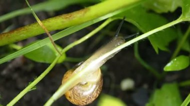 Yeşil yaprakta sürünen bir salyangoz..