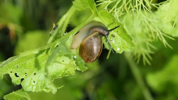 Schnecke kriecht auf einem grünen Blatt. — Stockvideo