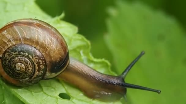 Escargot rampant sur une feuille verte. — Video