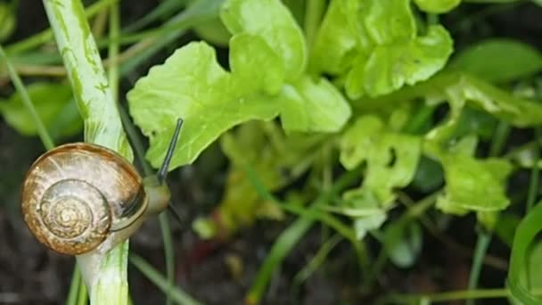 Caracol arrastrándose sobre una hoja verde. — Vídeo de stock