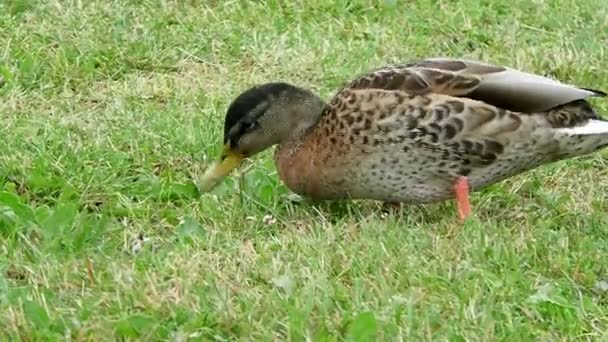 Seekor Bebek Makan Rumput Halaman Burung Liar Dalam Lingkungan Alami — Stok Video