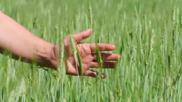農家の手は畑の緑の小麦に触れます — ストック動画