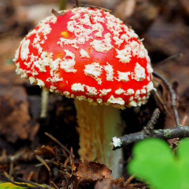 Sinek agariği ormanda yetişir..