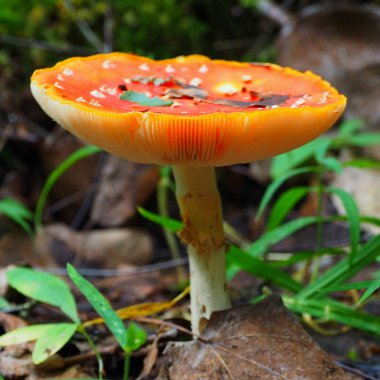 Sinek agariği ormanda yetişir..