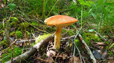 Ormanda beyaz mantar yetişir..