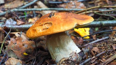 Ormanda beyaz mantar yetişir..