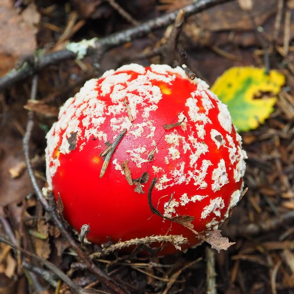 Mouche Agarique Pousse Dans Forêt — Photo