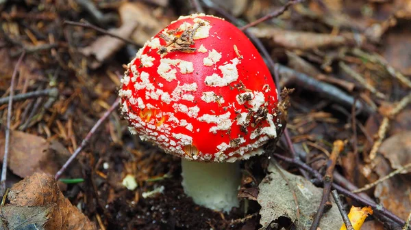 Fly Agaric Grows Forest — Stock Photo, Image