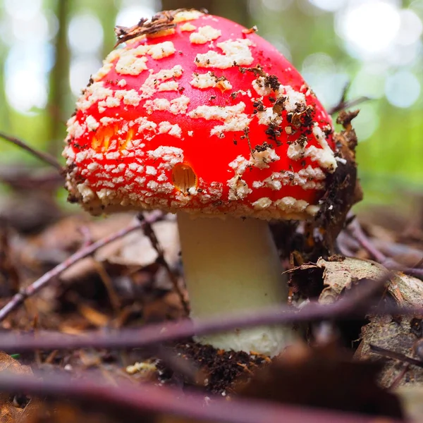 Flyga Agaric Växer Skogen — Stockfoto