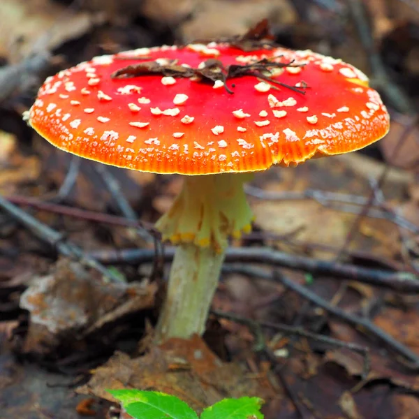 Μύγα Agaric Μεγαλώνει Στο Δάσος — Φωτογραφία Αρχείου