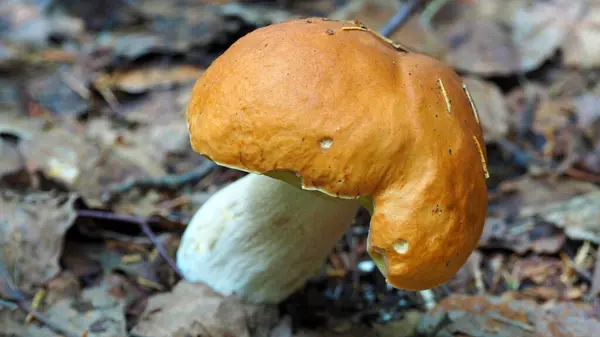 White Mushroom Grows Forest — Stock Photo, Image