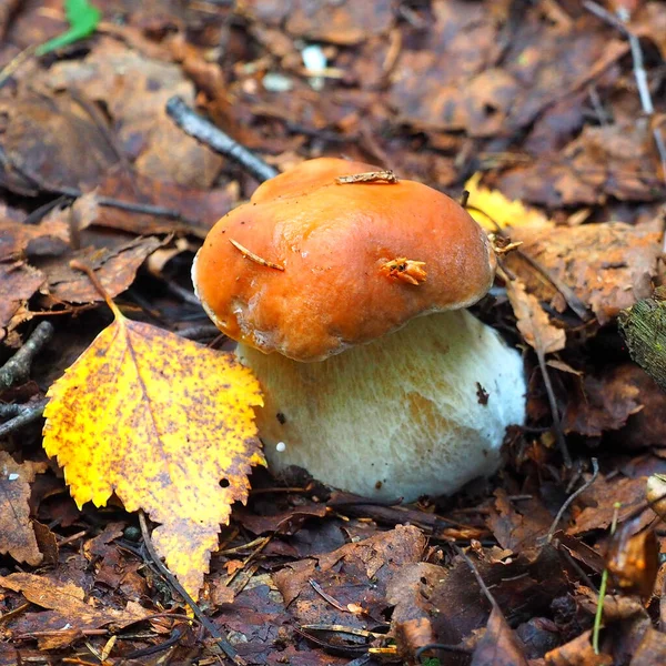 White Mushroom Grows Forest — Stock Photo, Image