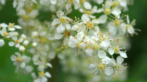 森の繊細な白い花々 — ストック写真
