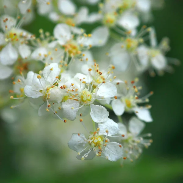 森の繊細な白い花々 — ストック写真