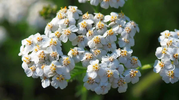 Ömtåliga Vita Blommorna Skogen — Stockfoto